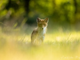 Renard roux en prairie dans une belle lumière aux teintes jaunes avec un beau bokeh